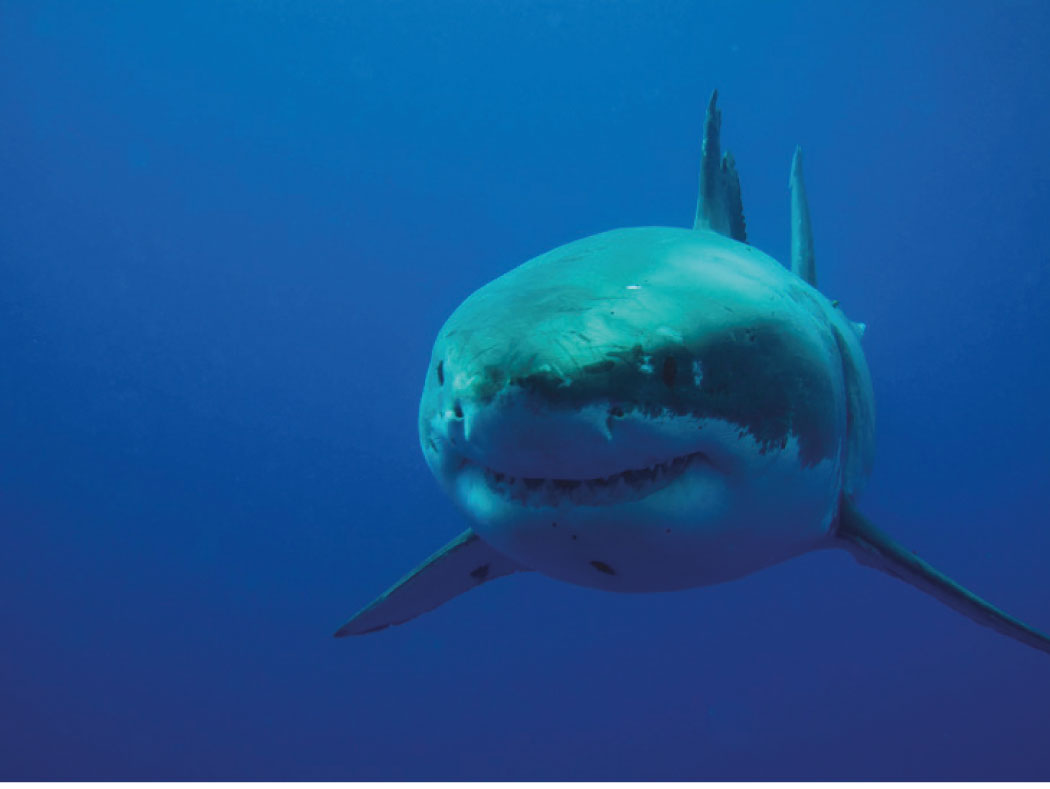 SHARK