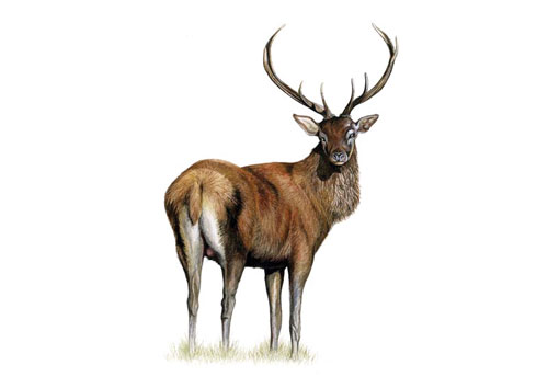 Stag