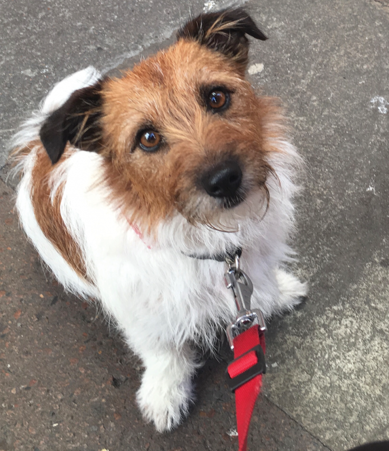 Pet of the Month: Tillie