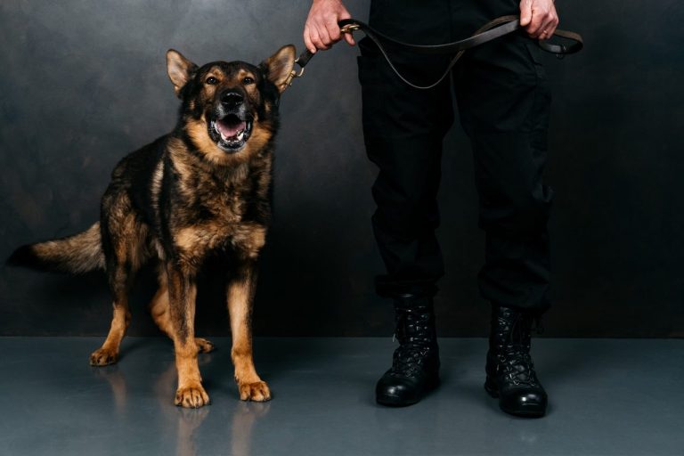 Animal of the Month: Turbo
