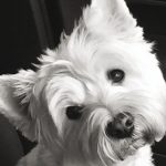 Belle_(1)-DOTY_copy