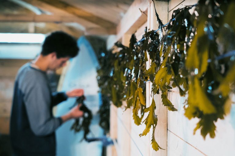 The shape of seaweed