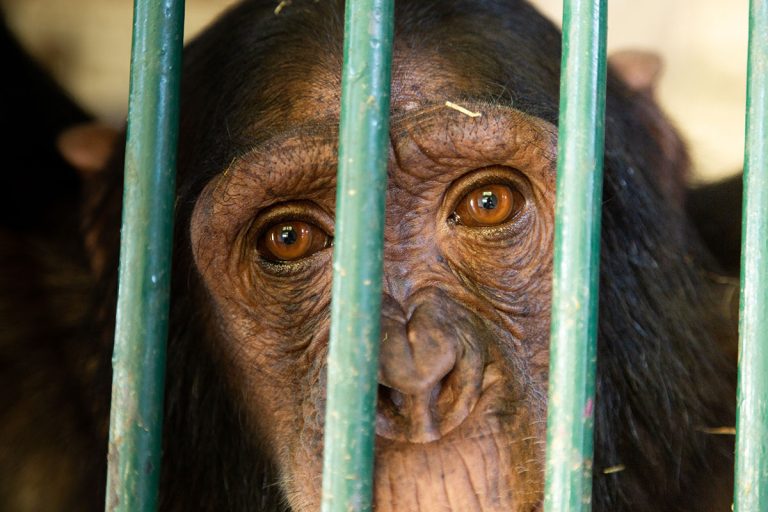 Combatting Wildlife Crime